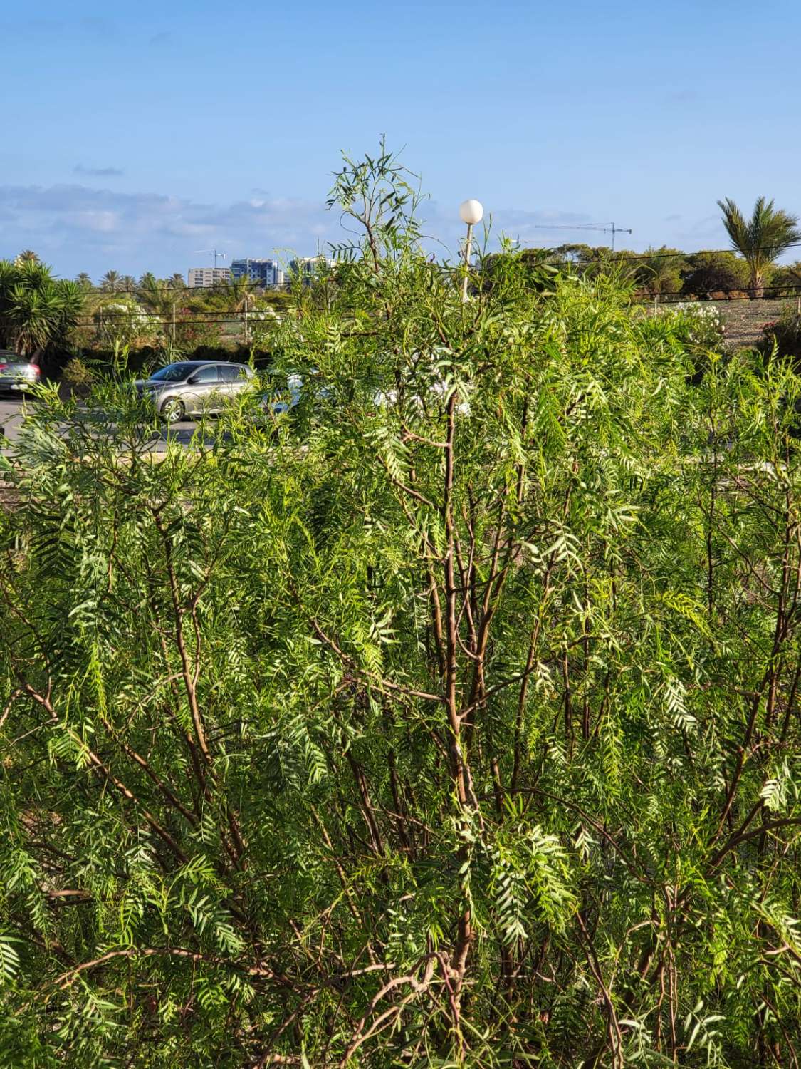 Wohnung in Torrevieja 200 m vom Meer entfernt